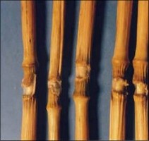 noeuds gonflés